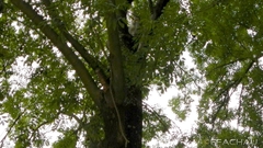 Bild: Tierrettung - Katze auf Baum