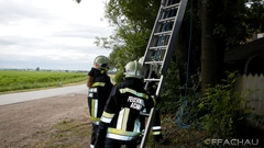 Bild: Tierrettung - Katze auf Baum