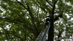 Bild: Tierrettung - Katze auf Baum