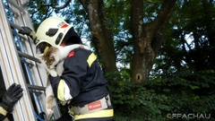 Bild: Tierrettung - Katze auf Baum