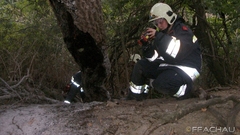 Bild: Brand eines Baumes