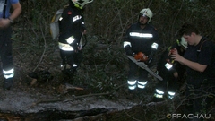Bild: Brand eines Baumes