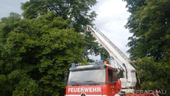 Bild: Baumbrand in 20m Höhe