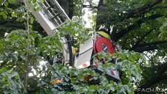 Bild: Baumbrand in 20m Höhe