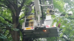 Bild: Baumbrand in 20m Höhe