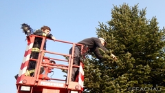 Bild: Feuerwehr-Tannenbaum, erstrahlt im neuen Glanz