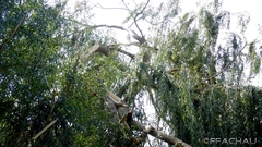 Bild: Sturmschaden nach heftigem Gewitter