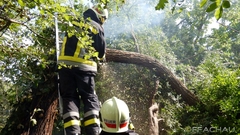 Bild: Flurbrand - Brennender Baumstamm