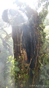 Bild: Flurbrand - Brennender Baumstamm
