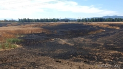 Bild: Feld in Vollbrand - Münchendorf