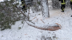 Bild: T1 - Schneebruch